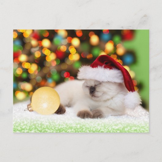 Siamese Kitten: Gold Ornament Briefkaart (Voorkant)