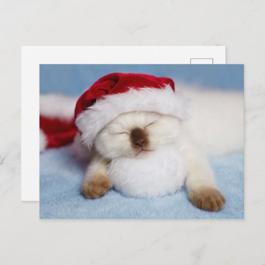 Siamese Kitten: Holiday Napping Feestdagenkaart (Voorkant / Achterkant)