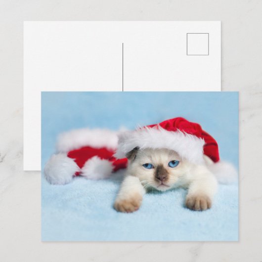 Siamese Kitten: kerstKat Feestdagenkaart (Voorkant / Achterkant)