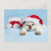 Siamese Kitten: kerstKat Feestdagenkaart (Voorkant)