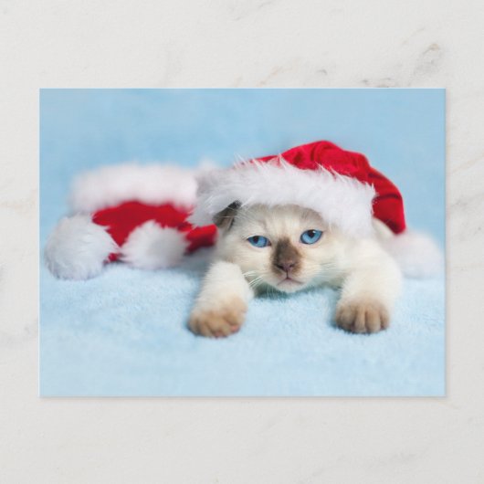 Siamese Kitten: kerstKat Feestdagenkaart (Voorkant)