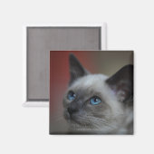 Siamese kitten magneet (Voorkant / Achterkant)