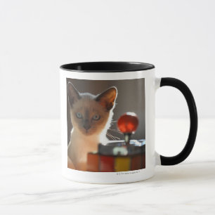 Siamese kitten mok