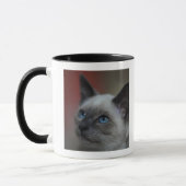 Siamese kitten mok (Links)