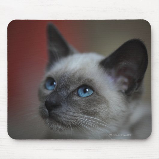 Siamese kitten muismat (Voorkant)