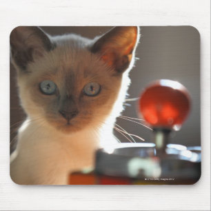 Siamese kitten muismat