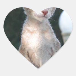 Siamese Kitten op tafel Hart Sticker