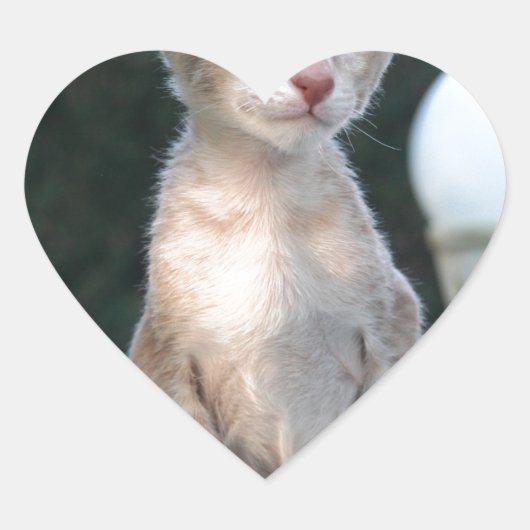 Siamese Kitten op tafel Hart Sticker (Voorkant)