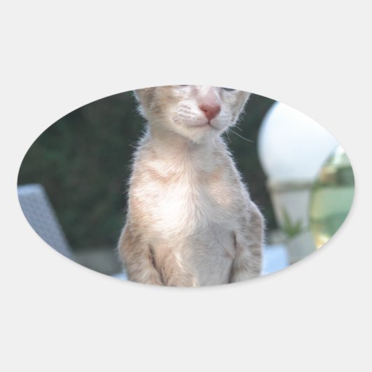 Siamese Kitten op tafel Ovale Sticker (Voorkant)