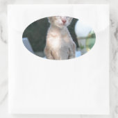 Siamese Kitten op tafel Ovale Sticker (Tas)