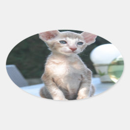 Siamese Kitten op tafel Ovale Sticker