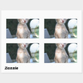 Siamese Kitten op tafel Rechthoekige Sticker (Vel)