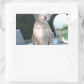 Siamese Kitten op tafel Rechthoekige Sticker (Tas)