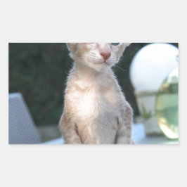 Siamese Kitten op tafel Rechthoekige Sticker