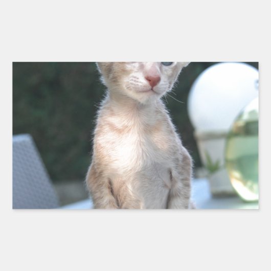 Siamese Kitten op tafel Rechthoekige Sticker (Voorkant)