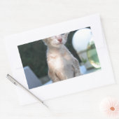 Siamese Kitten op tafel Rechthoekige Sticker (Envelop)