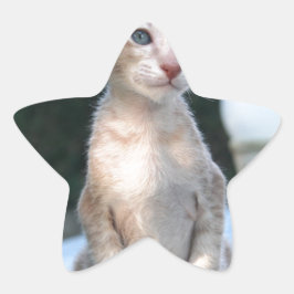 Siamese Kitten op tafel Ster Sticker