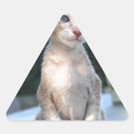 Siamese Kitten op tafel Sticker