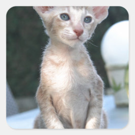 Siamese Kitten op tafel Vierkante Sticker