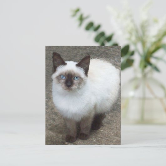 Siamese Kitten Photo Briefkaart (Staand voorkant)