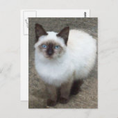 Siamese Kitten Photo Briefkaart (Voorkant / Achterkant)