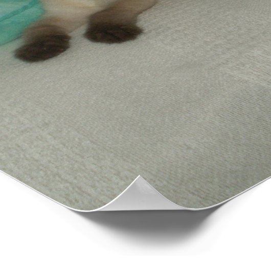 Siamese kitten poster (Hoek)
