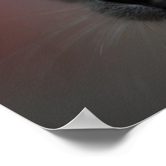 Siamese kitten poster (Hoek)