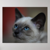 Siamese kitten poster (Voorkant)