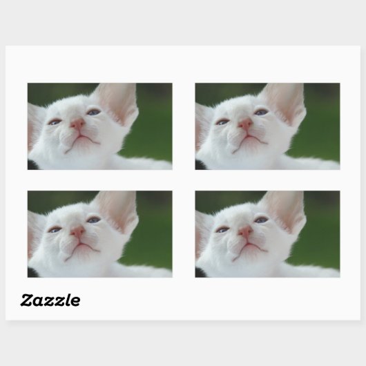 Siamese kitten rechthoekige sticker (Vel)