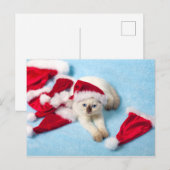 Siamese Kitten: Santa Hats Feestdagenkaart (Voorkant / Achterkant)