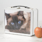 Siamese Kitten Sweetie Face (In situ)