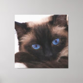 Siamese Kitten Sweetie Face Canvas Afdruk (Voorkant)
