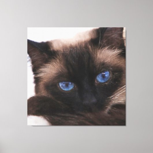 Siamese Kitten Sweetie Face Canvas Afdruk (Voorkant)