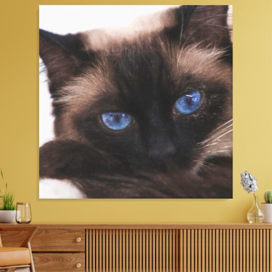 Siamese Kitten Sweetie Face Canvas Afdruk (Insitu (Woonkamer))