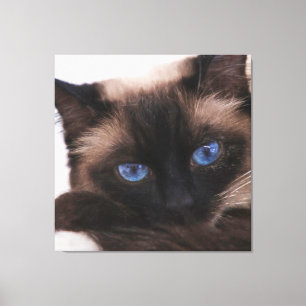 Siamese Kitten Sweetie Face Canvas Afdruk