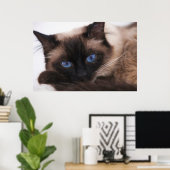 Siamese Kitten Sweetie Face Poster (Thuiskantoor)