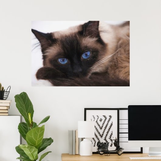 Siamese Kitten Sweetie Face Poster (Thuiskantoor)