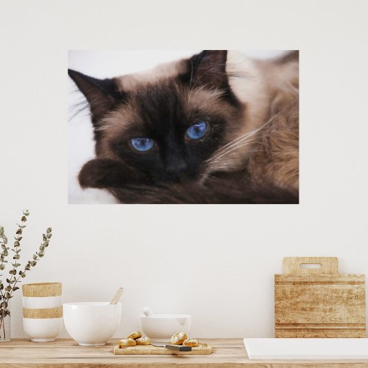 Siamese Kitten Sweetie Face Poster (Keuken)