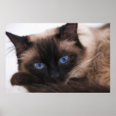 Siamese Kitten Sweetie Face Poster (Voorkant)