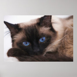 Siamese Kitten Sweetie Face Poster