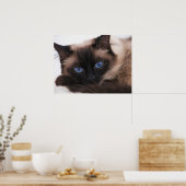 Siamese Kitten Sweetie Face Poster (Keuken)