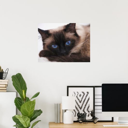 Siamese Kitten Sweetie Face Poster (Thuiskantoor)