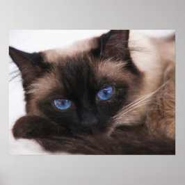 Siamese Kitten Sweetie Face Poster