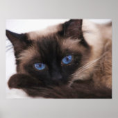 Siamese Kitten Sweetie Face Poster (Voorkant)