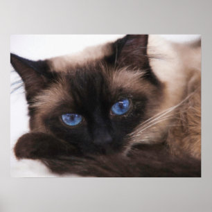 Siamese Kitten Sweetie Face Poster