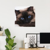 Siamese Kitten Sweetie Face Poster (Thuiskantoor)