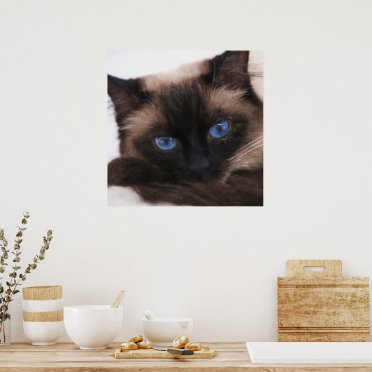 Siamese Kitten Sweetie Face Poster (Keuken)