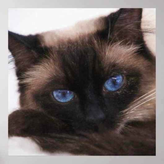 Siamese Kitten Sweetie Face Poster (Voorkant)