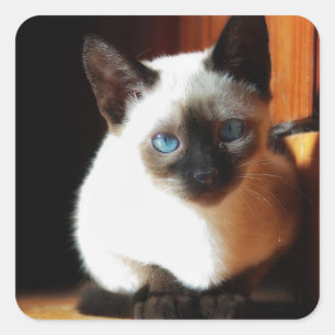 Siamese Kitten Vierkante Sticker