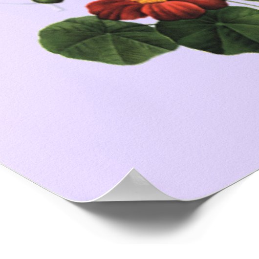 Siamese Kitten VS Ladybug Poster (Hoek)